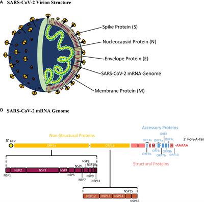 Frontiers | Heterologous Immunity Induced By 1st Generation COVID-19 ...